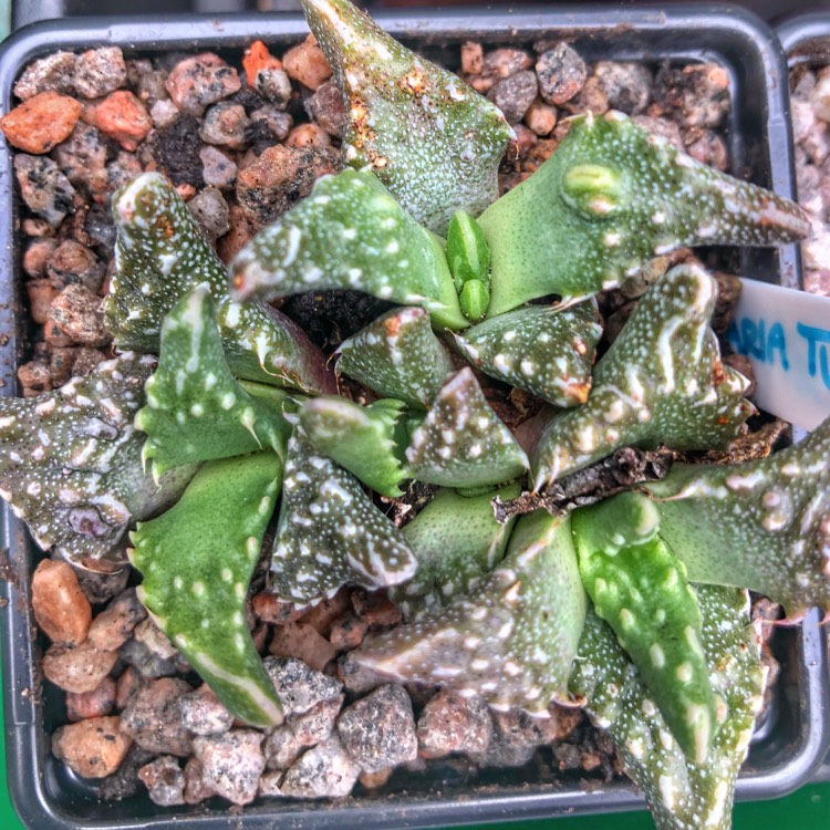 plant image 755568