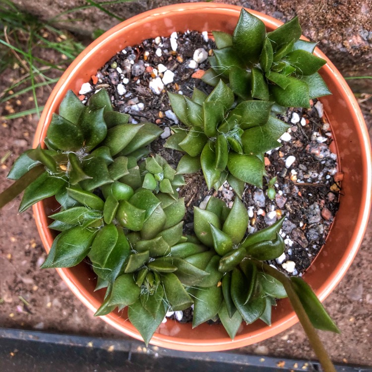 plant image 780281
