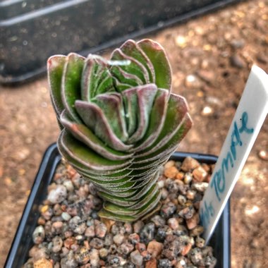 Crassula Kimnachi