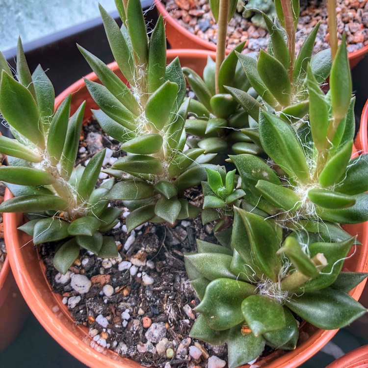 plant image 801615