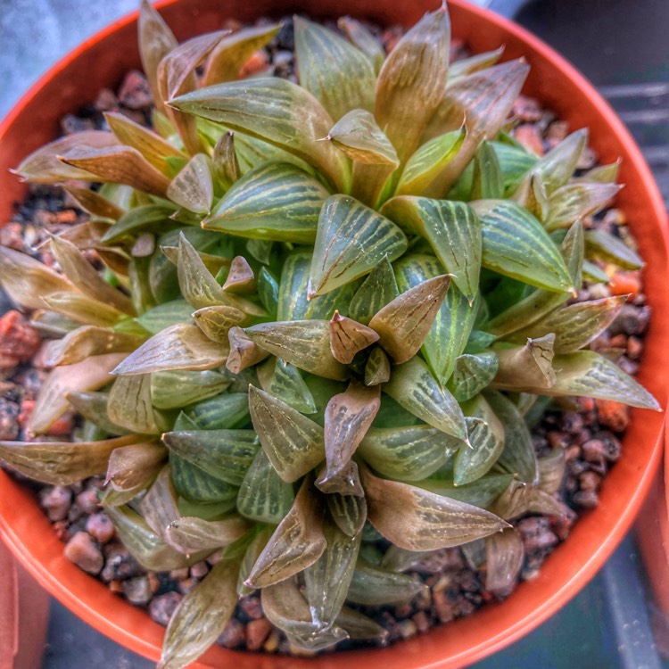 Plant image Haworthia Prickly Pete