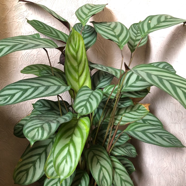 Plant image Calathea Albertii syn. Maranta albertii ; Calathea glaziovii