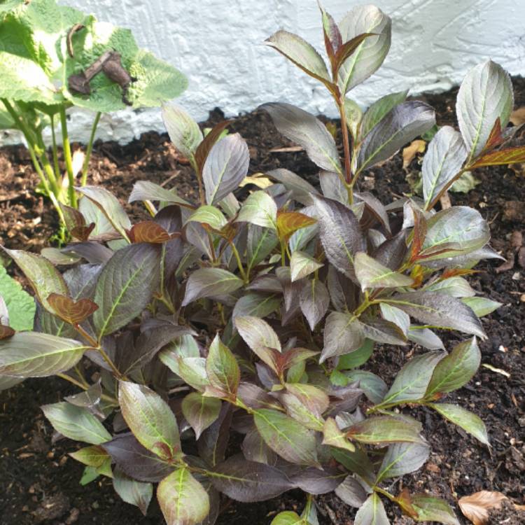 plant image 1312342