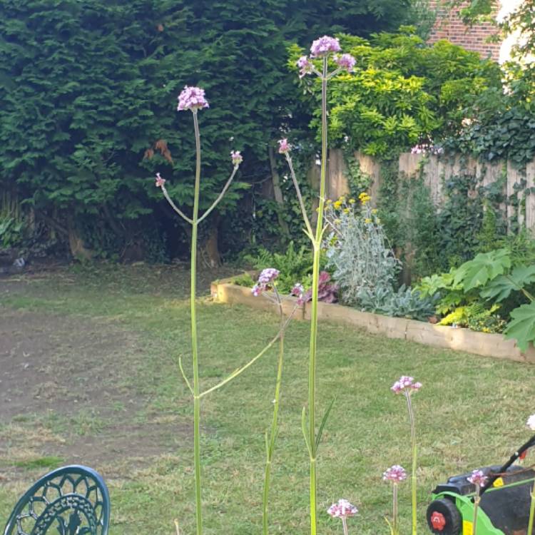 plant image 1511043