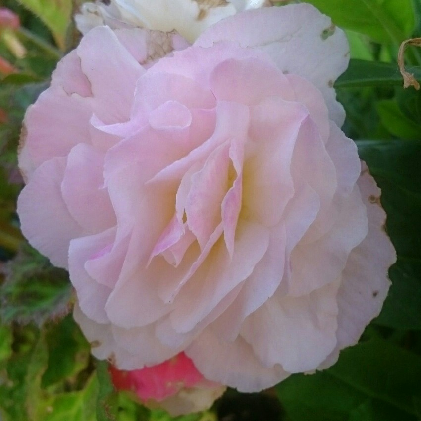 Sharon's garden