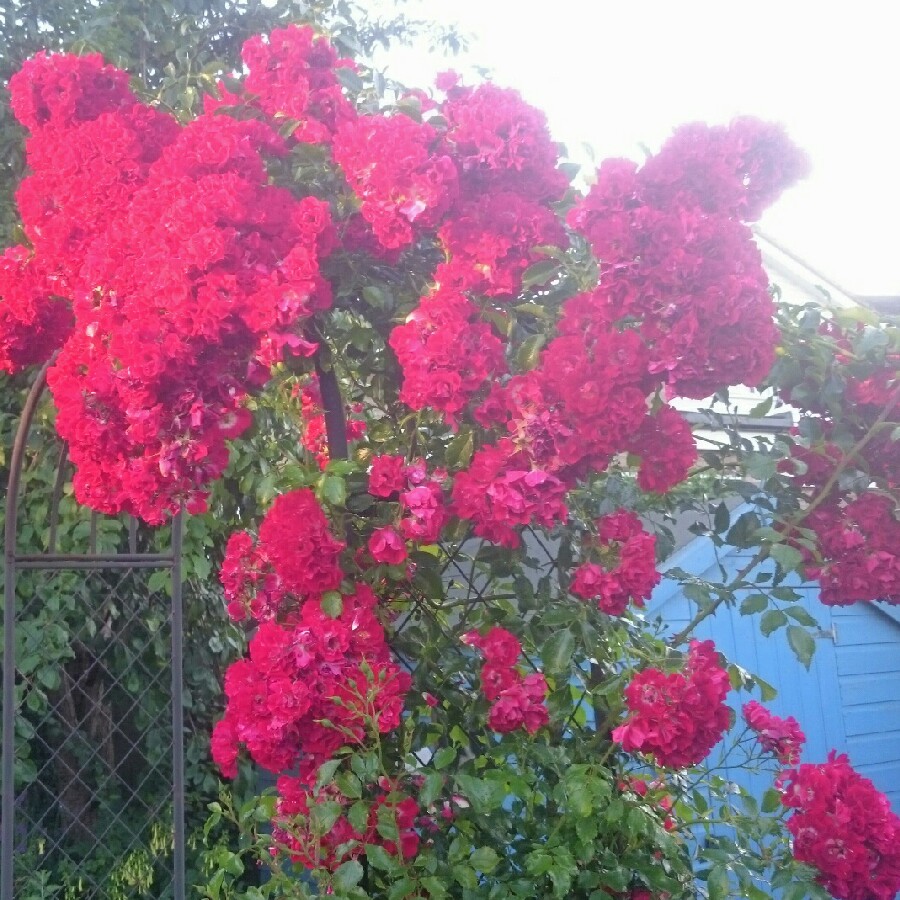 Sharon's garden