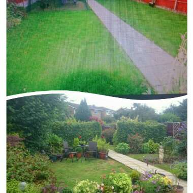 Sharon's garden