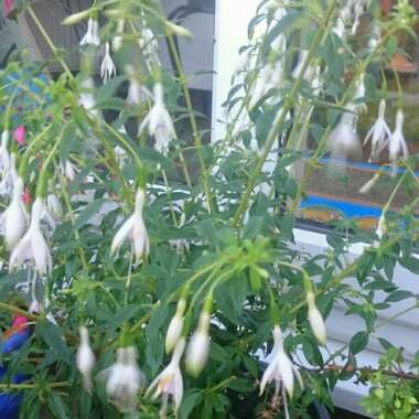 Sharon's garden