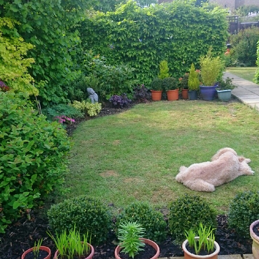 Sharon's garden