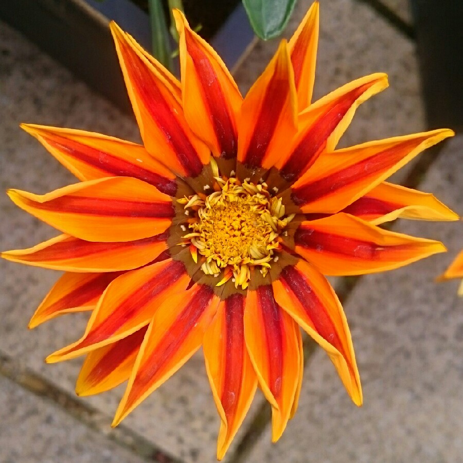 Sharon's garden