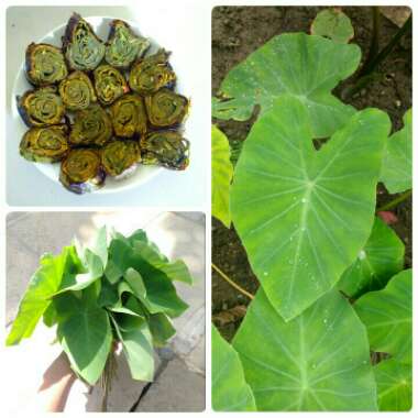 Colocasia esculenta 'Burgundy Stem'
