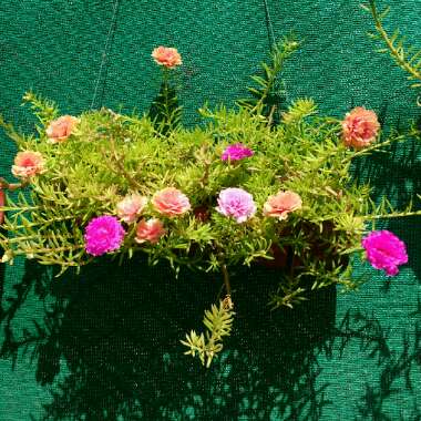 Portulaca grandiflora