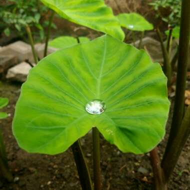 Colocasia esculenta 'Burgundy Stem'