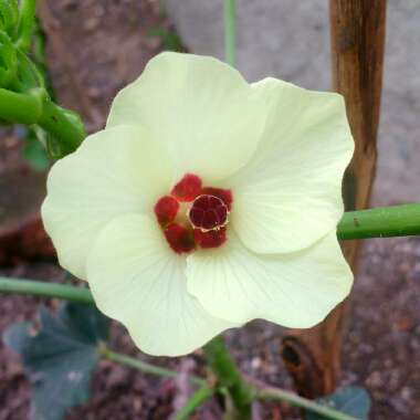 Abelmoschus esculentus