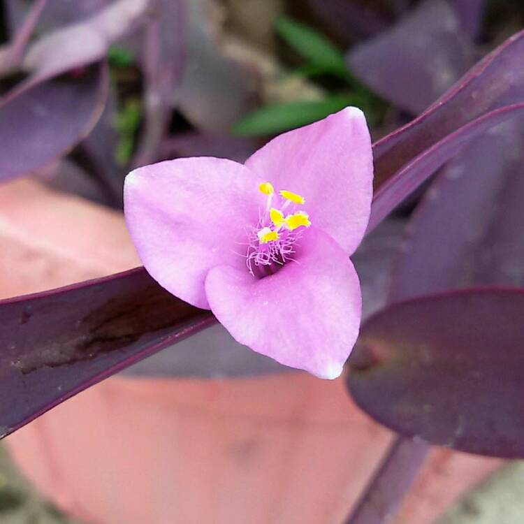 plant image 1126856 plant image 1126856