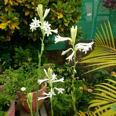Polianthes tuberosa 'The Pearl'