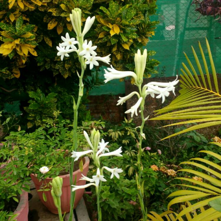 plant image 1134632 plant image 1134632