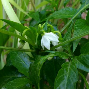 Capsicum annuum