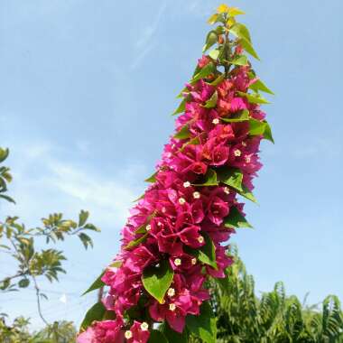 Bougainvillea