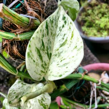 Epipremnum aureum 'Marble Queen'