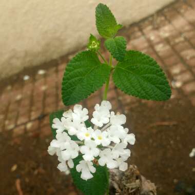 Lantana camara