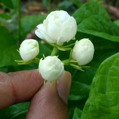 Jasminum sambac