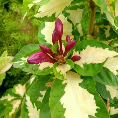 Graptophyllum pictum 'Chocolate'