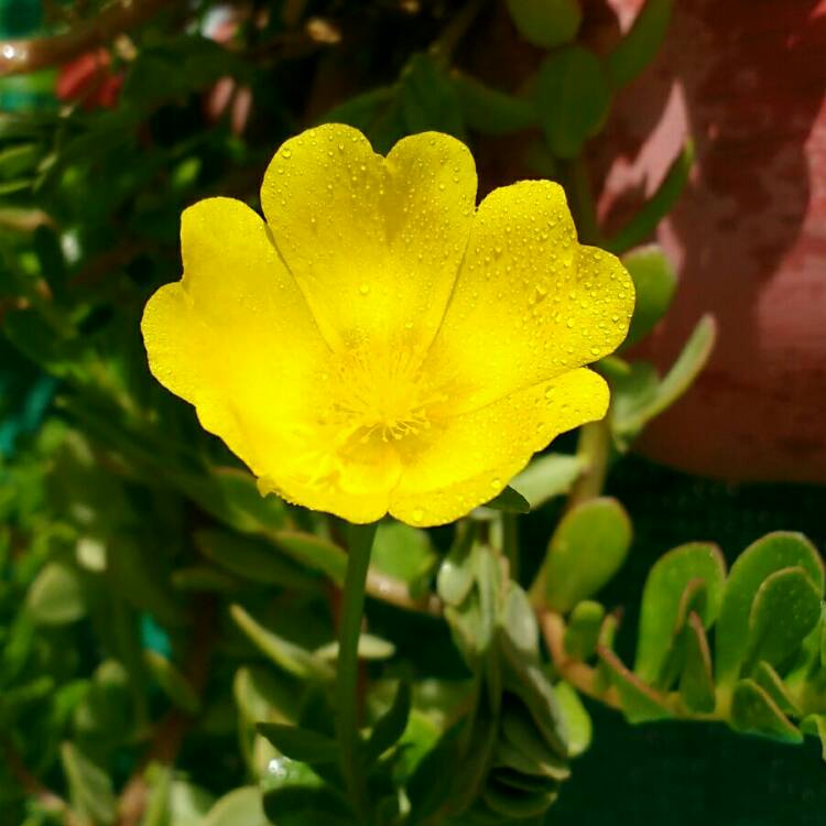 Plant image Portulaca oleracea 'Sun Jewels'