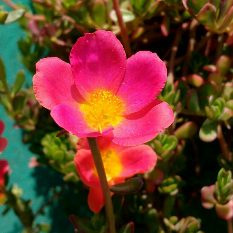 plant image 1296100