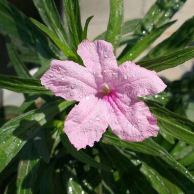 Ruellia simplex