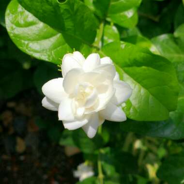 Jasminum sambac