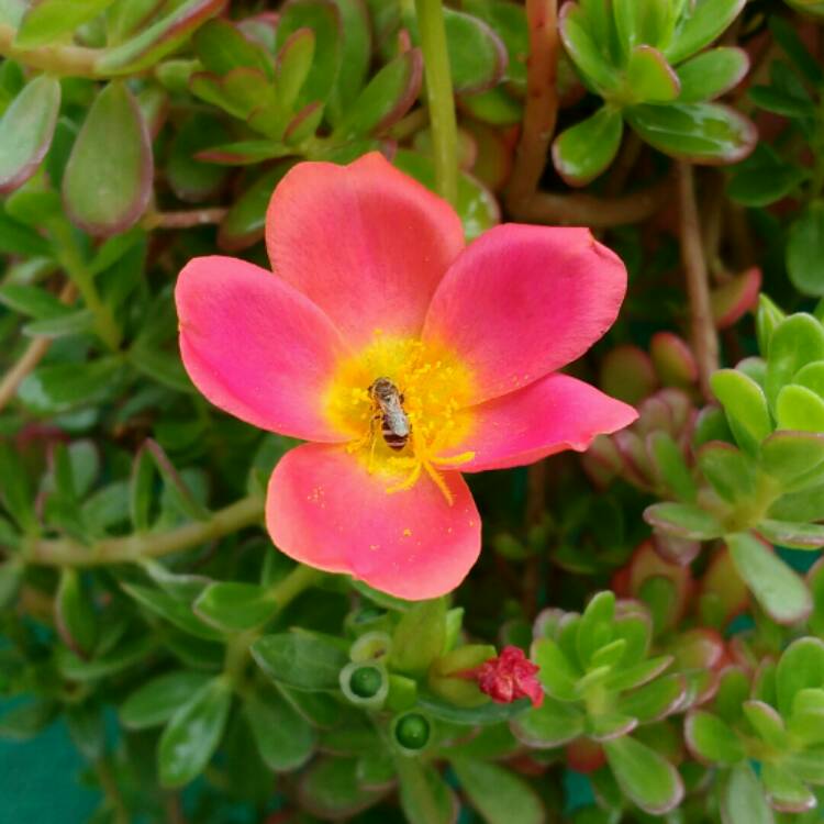 plant image 1304059