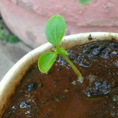 Carica papaya