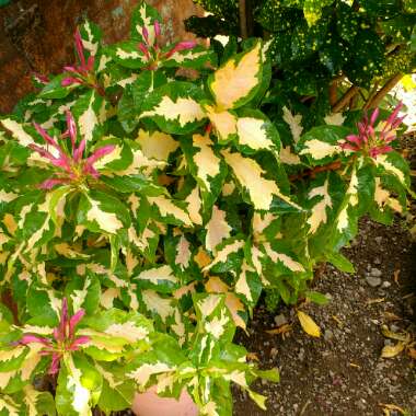 Graptophyllum pictum 'Chocolate'