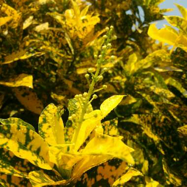 Codiaeum variegatum 'Gold Dust'