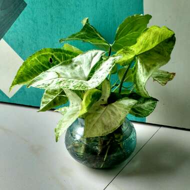 Syngonium podophyllum 'White Butterfly'