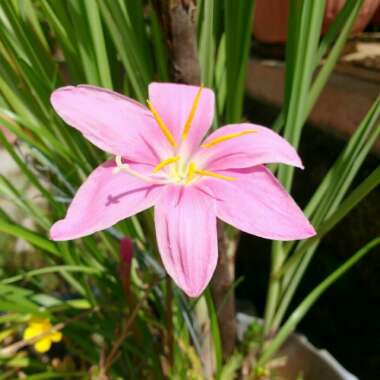 Zephyranthes