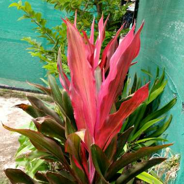 Cordyline fruticosa 'Chili Pepper'