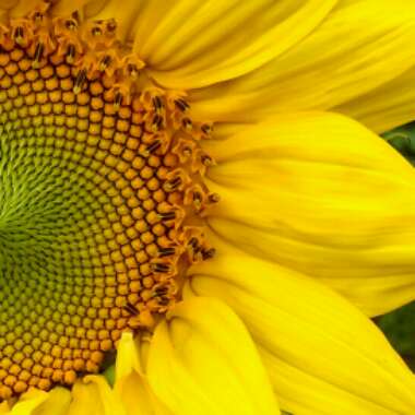 Helianthus annuus