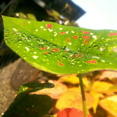 Caladium bicolor 'Florida Clown'

