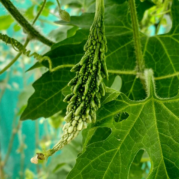 Plant image Momordica charantia