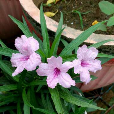 Ruellia simplex