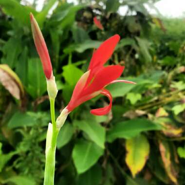 Canna indica syn. Canna discolor, Canna indica 'Edulis', Canna lanuginosa, Canna limbata, Canna 'Limbata'