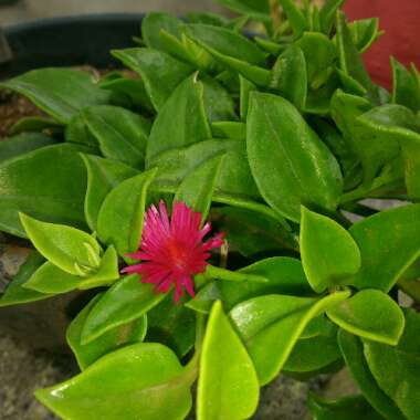 Aptenia cordifolia