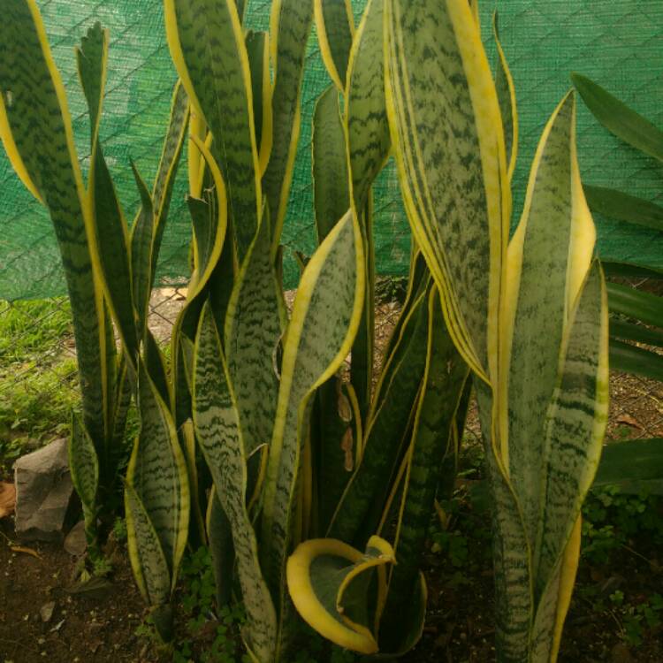plant image 793467
