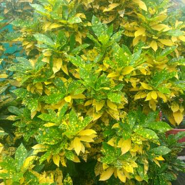 Codiaeum variegatum 'Gold Dust'