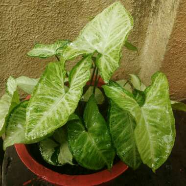 Syngonium podophyllum 'White Butterfly'