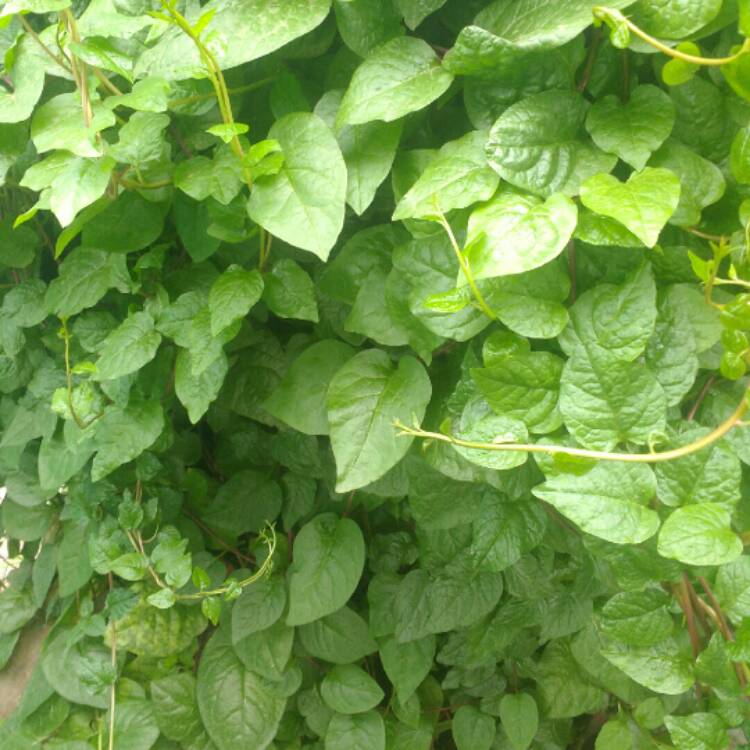 plant image 813863