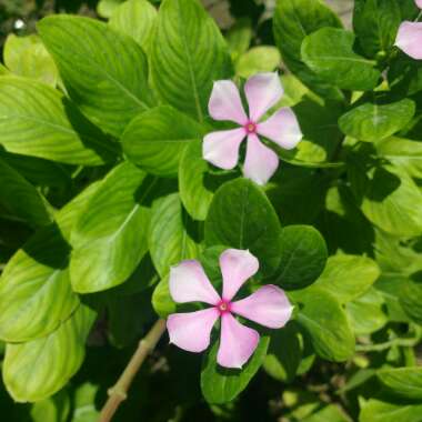 Catharanthus roseus syn. Vinca rosea