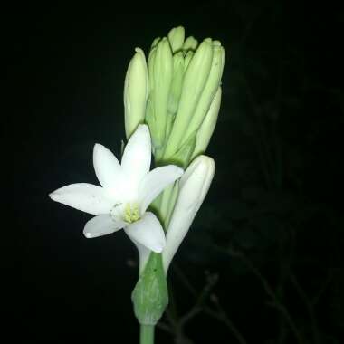 Polianthes tuberosa 'The Pearl'